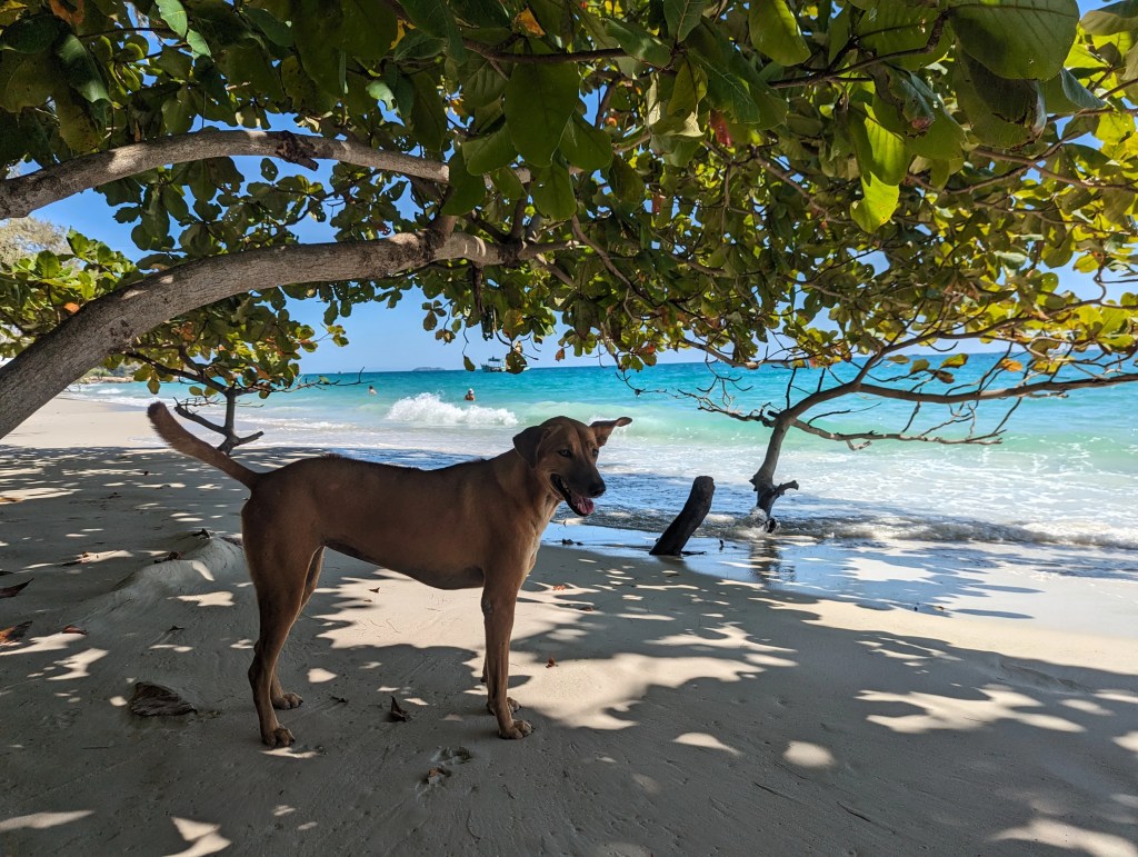 Perfekt zum Auswandern. Ein Hund steht am Strand von Koh Samed an einem traumhaften Strand am Meer unter einem Baum