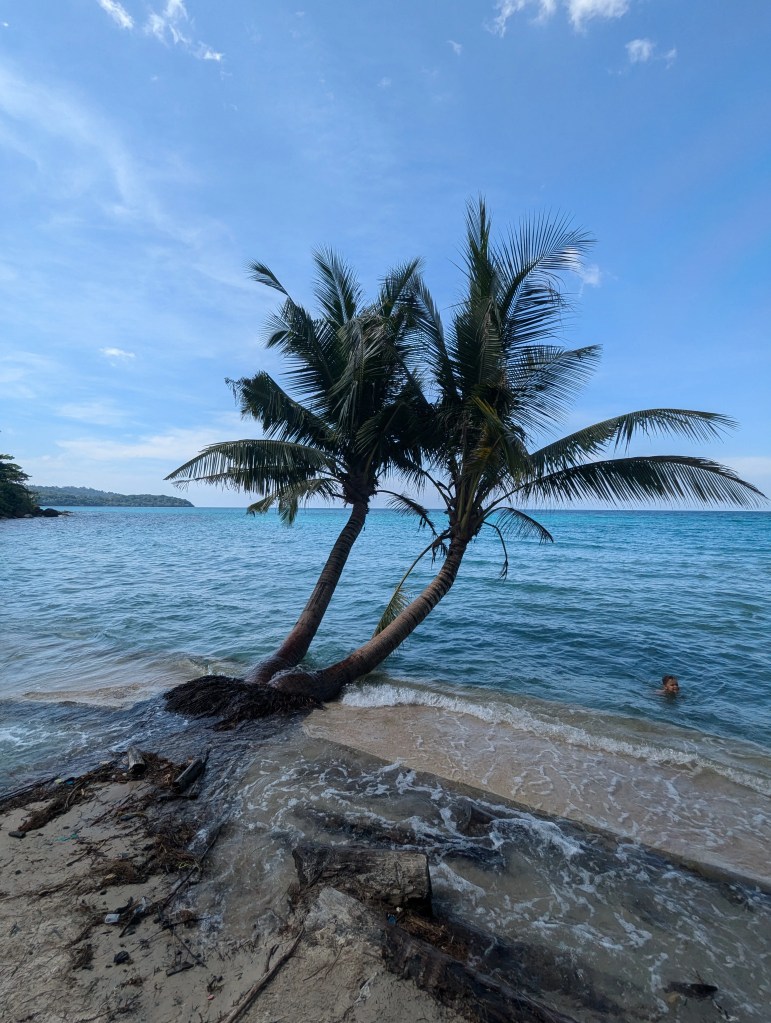 Eine Palme am Strand am Meer auf der Insel Koh Kood in Thailand