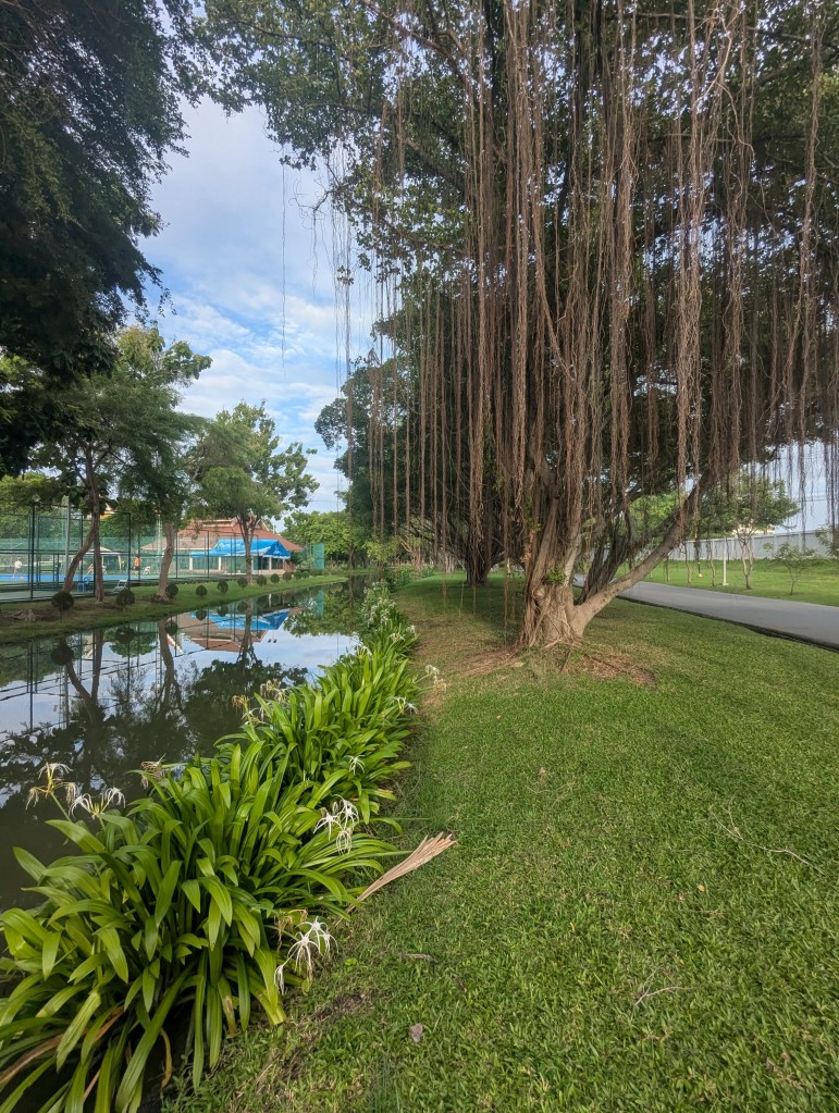 Viel Grün und Lianen im Rama IX Park in Bangkok